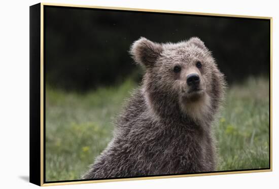 European brown bear (Ursus arctos), Slovenia, Europe-Sergio Pitamitz-Framed Premier Image Canvas