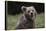 European brown bear (Ursus arctos), Slovenia, Europe-Sergio Pitamitz-Framed Premier Image Canvas