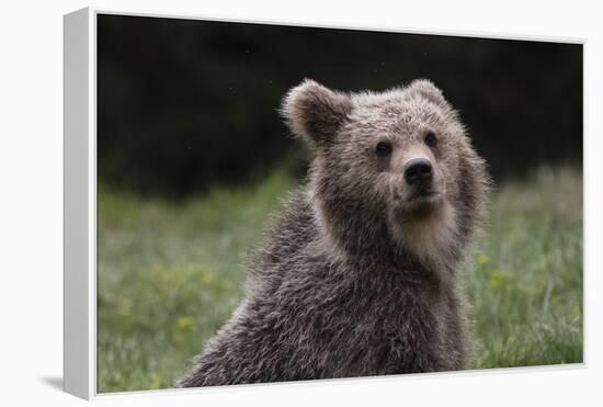 European brown bear (Ursus arctos), Slovenia, Europe-Sergio Pitamitz-Framed Premier Image Canvas