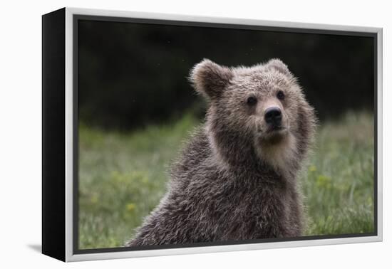 European brown bear (Ursus arctos), Slovenia, Europe-Sergio Pitamitz-Framed Premier Image Canvas