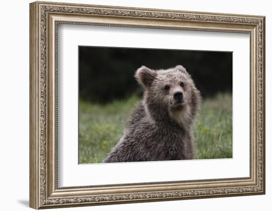 European brown bear (Ursus arctos), Slovenia, Europe-Sergio Pitamitz-Framed Photographic Print