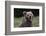 European brown bear (Ursus arctos), Slovenia, Europe-Sergio Pitamitz-Framed Photographic Print