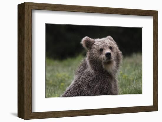 European brown bear (Ursus arctos), Slovenia, Europe-Sergio Pitamitz-Framed Photographic Print