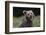 European brown bear (Ursus arctos), Slovenia, Europe-Sergio Pitamitz-Framed Photographic Print