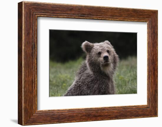 European brown bear (Ursus arctos), Slovenia, Europe-Sergio Pitamitz-Framed Photographic Print