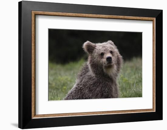 European brown bear (Ursus arctos), Slovenia, Europe-Sergio Pitamitz-Framed Photographic Print