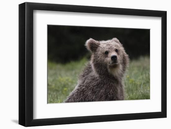 European brown bear (Ursus arctos), Slovenia, Europe-Sergio Pitamitz-Framed Photographic Print