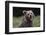 European brown bear (Ursus arctos), Slovenia, Europe-Sergio Pitamitz-Framed Photographic Print