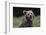 European brown bear (Ursus arctos), Slovenia, Europe-Sergio Pitamitz-Framed Photographic Print