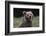 European brown bear (Ursus arctos), Slovenia, Europe-Sergio Pitamitz-Framed Photographic Print