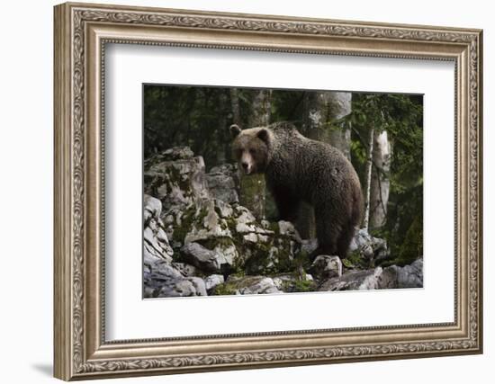 European brown bear (Ursus arctos), Slovenia, Europe-Sergio Pitamitz-Framed Photographic Print