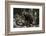 European brown bear (Ursus arctos), Slovenia, Europe-Sergio Pitamitz-Framed Photographic Print