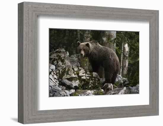 European brown bear (Ursus arctos), Slovenia, Europe-Sergio Pitamitz-Framed Photographic Print