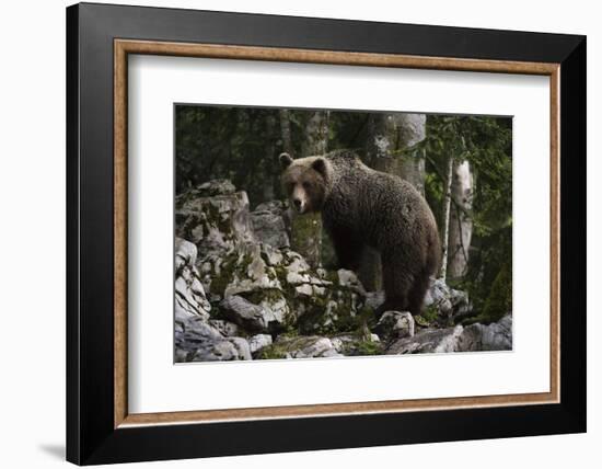 European brown bear (Ursus arctos), Slovenia, Europe-Sergio Pitamitz-Framed Photographic Print