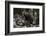 European brown bear (Ursus arctos), Slovenia, Europe-Sergio Pitamitz-Framed Photographic Print