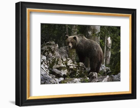 European brown bear (Ursus arctos), Slovenia, Europe-Sergio Pitamitz-Framed Photographic Print