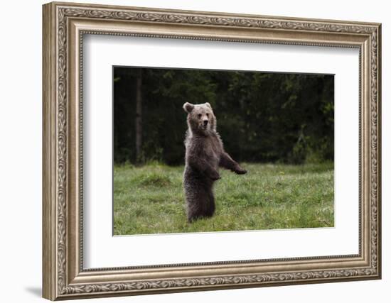 European brown bear (Ursus arctos), Slovenia, Europe-Sergio Pitamitz-Framed Photographic Print