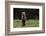 European brown bear (Ursus arctos), Slovenia, Europe-Sergio Pitamitz-Framed Photographic Print