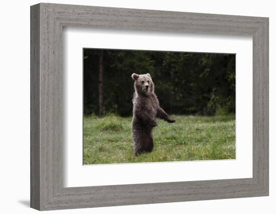 European brown bear (Ursus arctos), Slovenia, Europe-Sergio Pitamitz-Framed Photographic Print