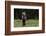 European brown bear (Ursus arctos), Slovenia, Europe-Sergio Pitamitz-Framed Photographic Print