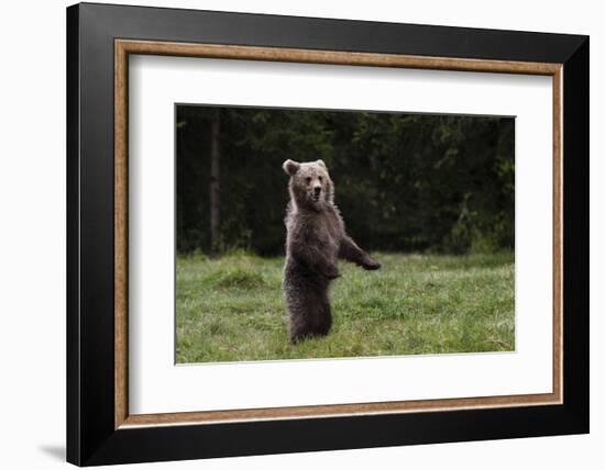 European brown bear (Ursus arctos), Slovenia, Europe-Sergio Pitamitz-Framed Photographic Print