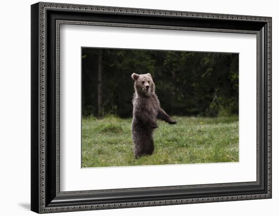 European brown bear (Ursus arctos), Slovenia, Europe-Sergio Pitamitz-Framed Photographic Print