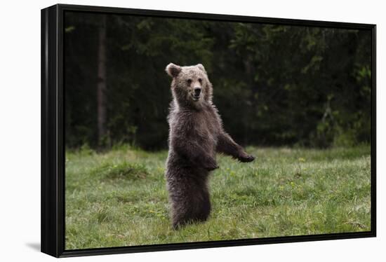 European brown bear (Ursus arctos), Slovenia, Europe-Sergio Pitamitz-Framed Premier Image Canvas