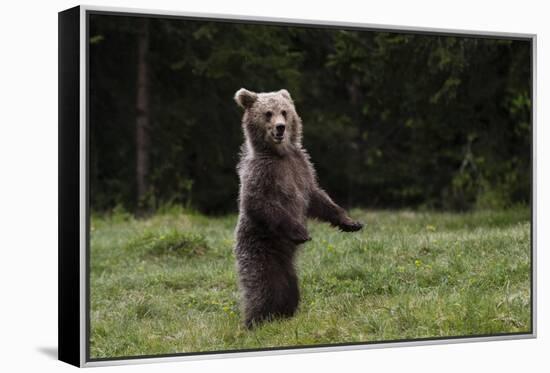 European brown bear (Ursus arctos), Slovenia, Europe-Sergio Pitamitz-Framed Premier Image Canvas