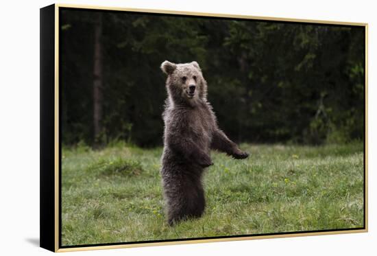 European brown bear (Ursus arctos), Slovenia, Europe-Sergio Pitamitz-Framed Premier Image Canvas