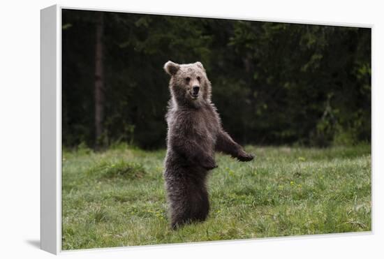 European brown bear (Ursus arctos), Slovenia, Europe-Sergio Pitamitz-Framed Premier Image Canvas