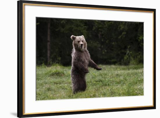 European brown bear (Ursus arctos), Slovenia, Europe-Sergio Pitamitz-Framed Photographic Print