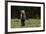 European brown bear (Ursus arctos), Slovenia, Europe-Sergio Pitamitz-Framed Photographic Print