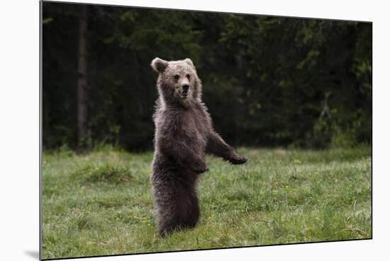 European brown bear (Ursus arctos), Slovenia, Europe-Sergio Pitamitz-Mounted Photographic Print