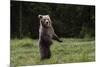 European brown bear (Ursus arctos), Slovenia, Europe-Sergio Pitamitz-Mounted Photographic Print