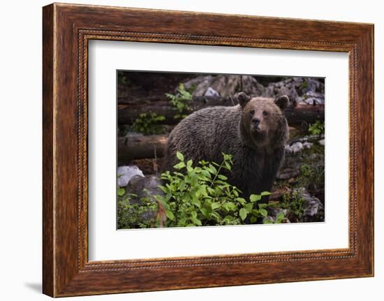 European brown bear (Ursus arctos), Slovenia, Europe-Sergio Pitamitz-Framed Photographic Print