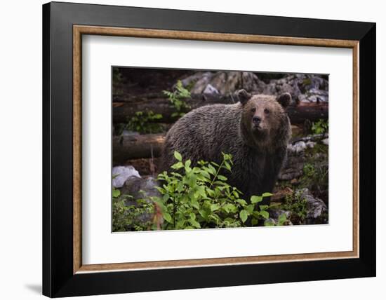 European brown bear (Ursus arctos), Slovenia, Europe-Sergio Pitamitz-Framed Photographic Print