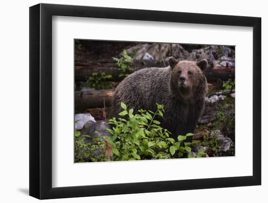 European brown bear (Ursus arctos), Slovenia, Europe-Sergio Pitamitz-Framed Photographic Print