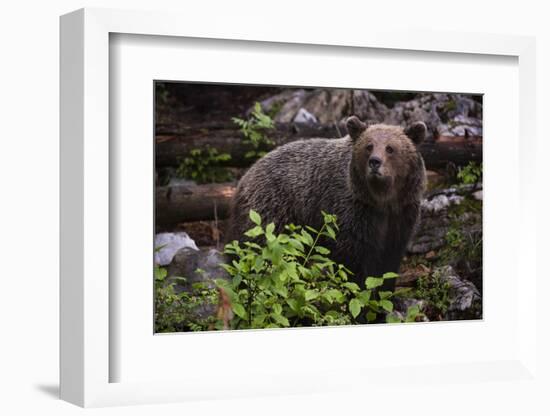 European brown bear (Ursus arctos), Slovenia, Europe-Sergio Pitamitz-Framed Photographic Print