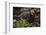 European brown bear (Ursus arctos), Slovenia, Europe-Sergio Pitamitz-Framed Photographic Print