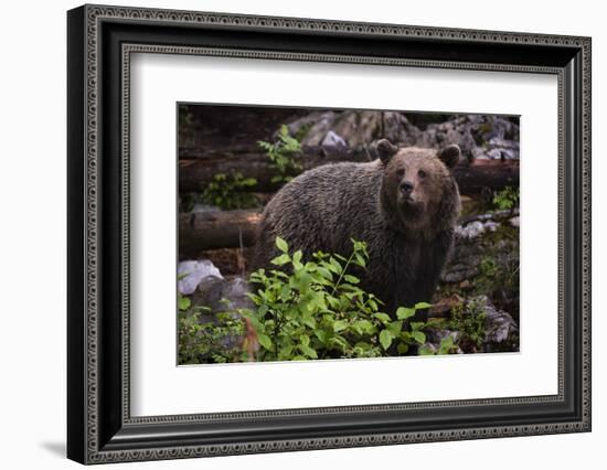 European brown bear (Ursus arctos), Slovenia, Europe-Sergio Pitamitz-Framed Photographic Print