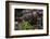 European brown bear (Ursus arctos), Slovenia, Europe-Sergio Pitamitz-Framed Photographic Print