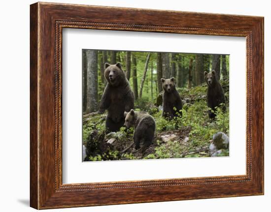 European brown bears (Ursus arctos) and cubs, Slovenia, Europe-Sergio Pitamitz-Framed Photographic Print