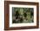 European brown bears (Ursus arctos) and cubs, Slovenia, Europe-Sergio Pitamitz-Framed Photographic Print