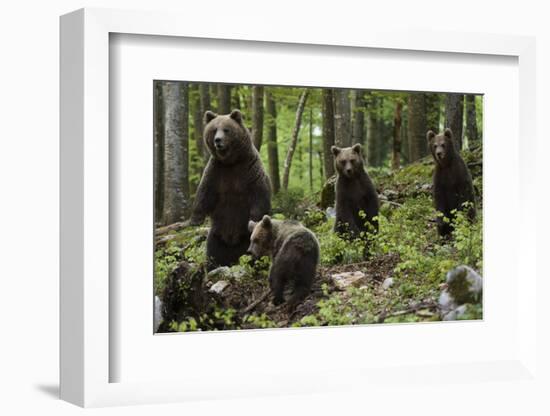 European brown bears (Ursus arctos) and cubs, Slovenia, Europe-Sergio Pitamitz-Framed Photographic Print