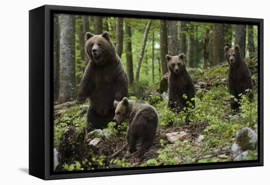 European brown bears (Ursus arctos) and cubs, Slovenia, Europe-Sergio Pitamitz-Framed Premier Image Canvas