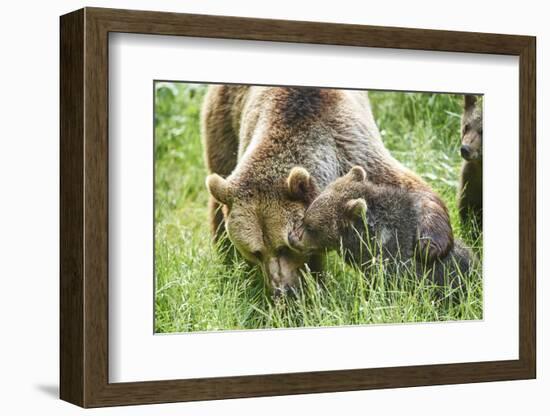 European brown bears, Ursus arctos arctos, mother animal, young animal, wilderness, meadow, play-David & Micha Sheldon-Framed Photographic Print