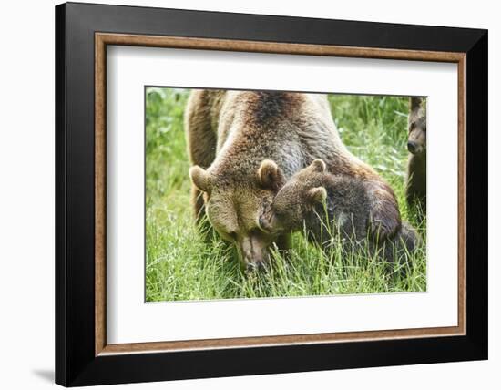 European brown bears, Ursus arctos arctos, mother animal, young animal, wilderness, meadow, play-David & Micha Sheldon-Framed Photographic Print