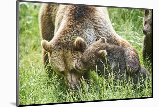 European brown bears, Ursus arctos arctos, mother animal, young animal, wilderness, meadow, play-David & Micha Sheldon-Mounted Photographic Print