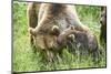 European brown bears, Ursus arctos arctos, mother animal, young animal, wilderness, meadow, play-David & Micha Sheldon-Mounted Photographic Print