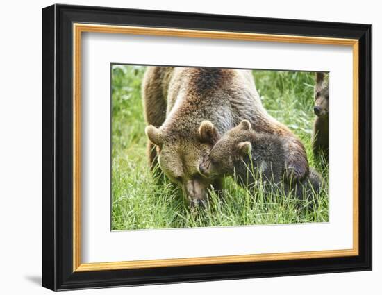 European brown bears, Ursus arctos arctos, mother animal, young animal, wilderness, meadow, play-David & Micha Sheldon-Framed Photographic Print